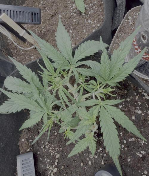 First plant-amazing & 2remember 4ever. Week 4