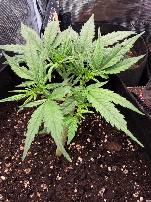 First plant-amazing & 2remember 4ever. Week 4