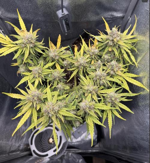 First plant-amazing & 2remember 4ever. Week 9 - Spritzer lo siento mucho. Soy Tonto