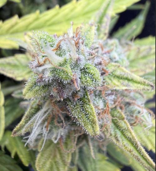 First plant-amazing & 2remember 4ever. Week 9 - She was so pretty and innocent