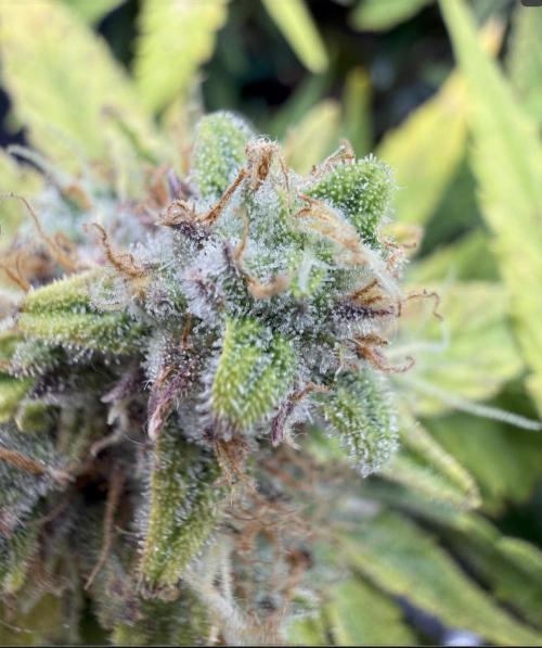 First plant-amazing & 2remember 4ever. Week 9 - Why I did it so early?!