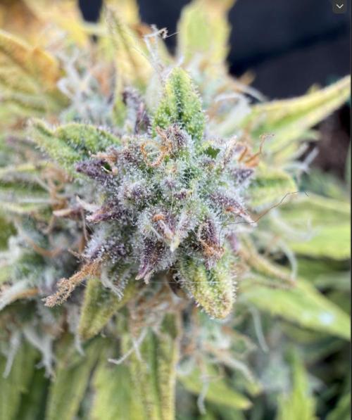 First plant-amazing & 2remember 4ever. Week 9 - No me jodas Tio!
