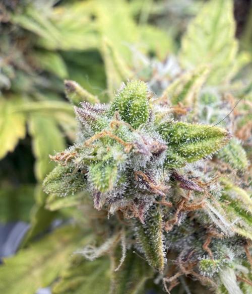 First plant-amazing & 2remember 4ever. Week 9 - And I y AI, will be missing you)