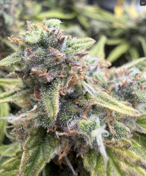 First plant-amazing & 2remember 4ever. Week 9 - FIrst time in first class