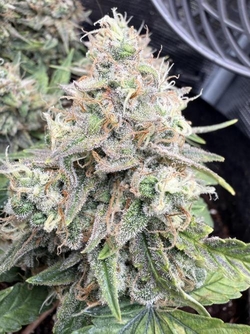 Runtz Auto. Week 0