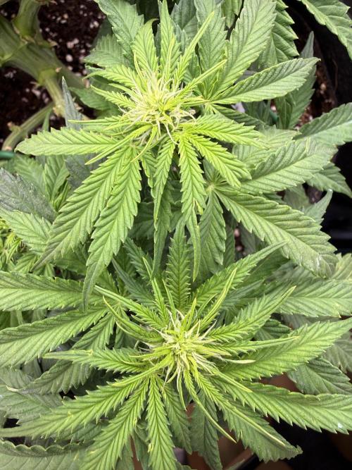 Watemelon Spirit Seeds auto. Week 6 - 37