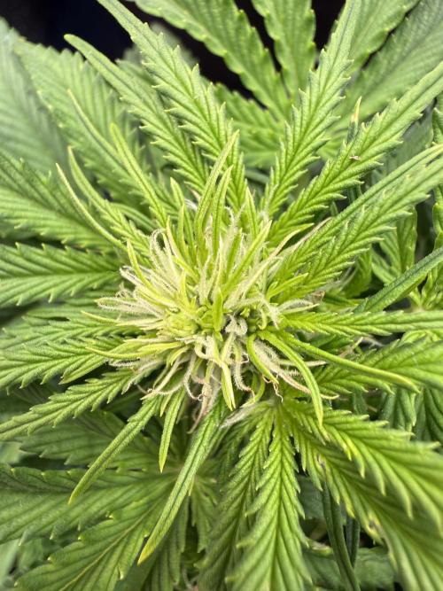 Watemelon Spirit Seeds auto. Week 6 - 37