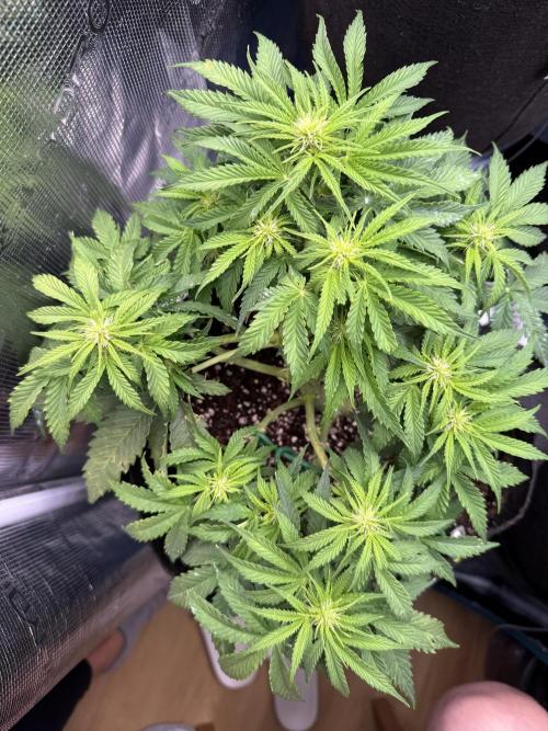 Watemelon Spirit Seeds auto. Week 6 - 37