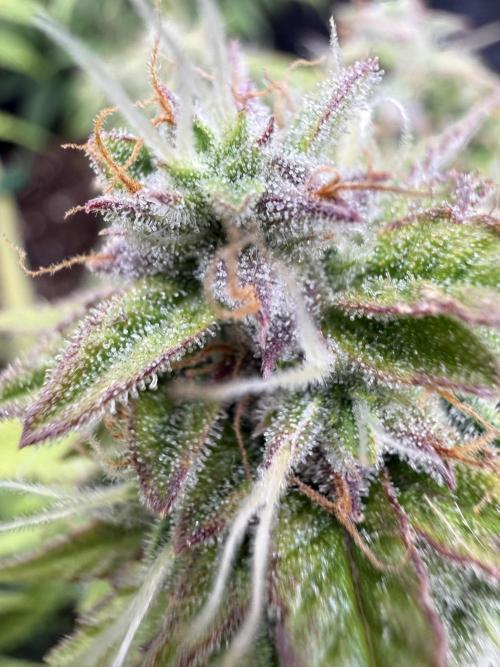 Watemelon Spirit Seeds auto. Week 8 - 63