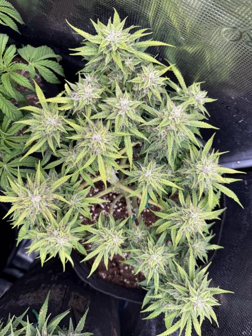 Watemelon Spirit Seeds auto. Week 8 - 60