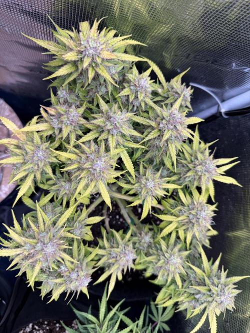 Watemelon Spirit Seeds auto. Week 10 - 69