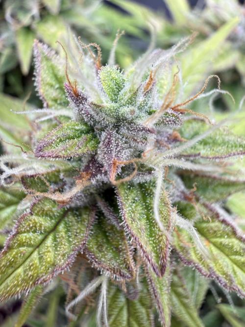 Watemelon Spirit Seeds auto. Week 10 - 65