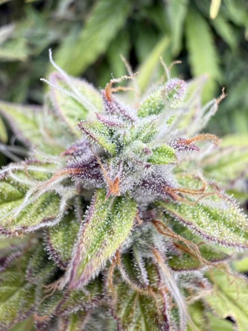 Watemelon Spirit Seeds auto. Week 10 - 65