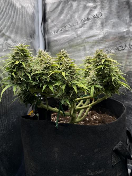 Watemelon Spirit Seeds auto. Week 10 - 60