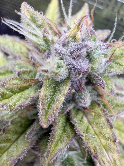 Watemelon Spirit Seeds auto. Week 10 - 69