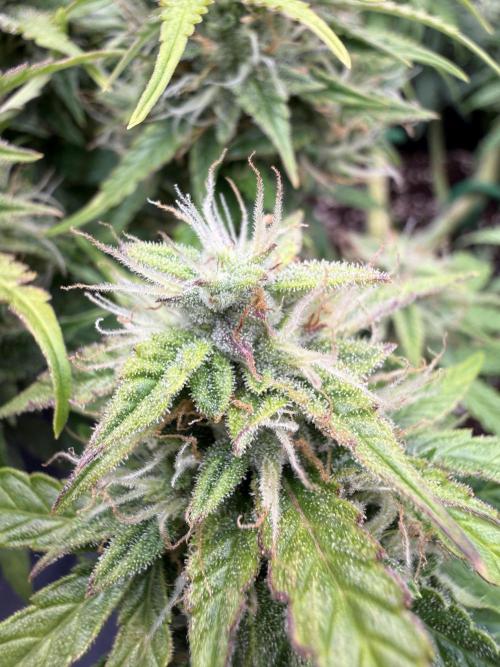 Watemelon Spirit Seeds auto. Week 9 - 56