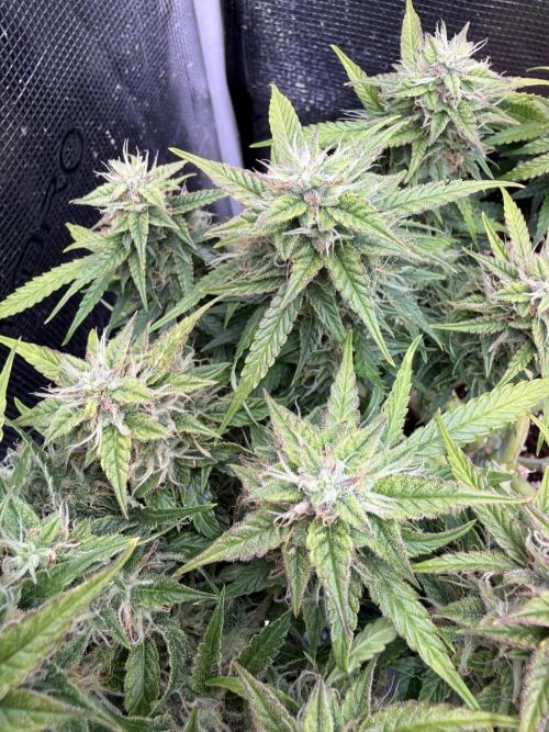 Watemelon Spirit Seeds auto. Week 9 - 56