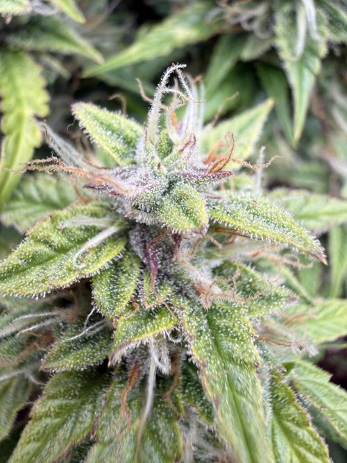 Watemelon Spirit Seeds auto. Week 9 - 60