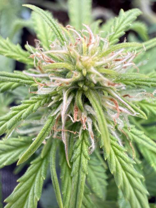 Watemelon Spirit Seeds auto. Week 6 - 43