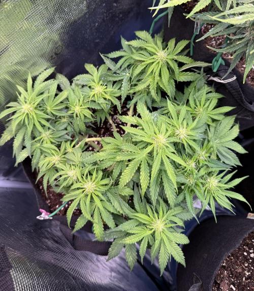 Watemelon Spirit Seeds auto. Week 6 - 39