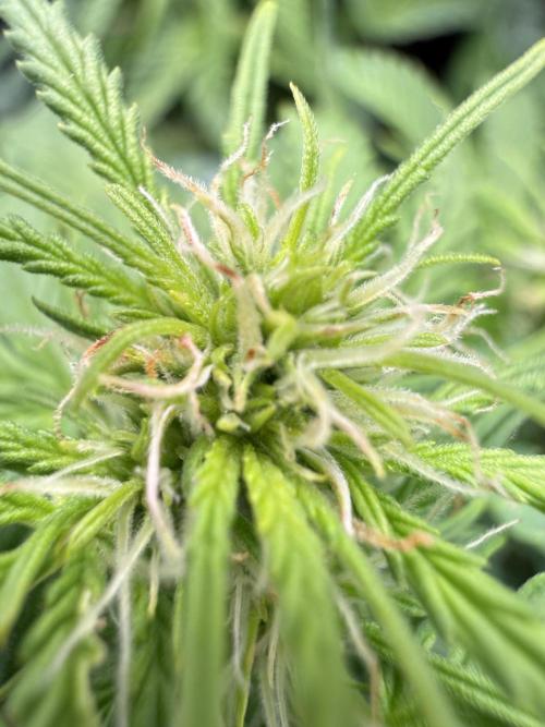 Watemelon Spirit Seeds auto. Week 6 - 39
