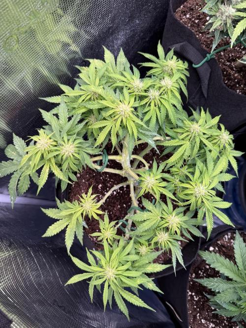 Watemelon Spirit Seeds auto. Week 7 - 43