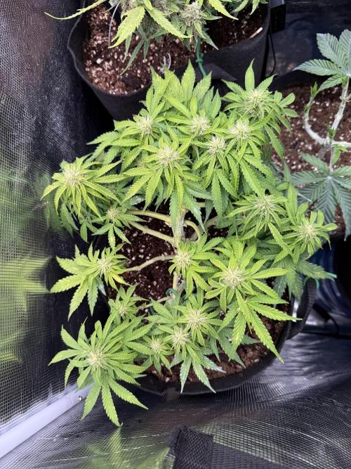Watemelon Spirit Seeds auto. Week 7 - 46