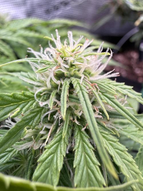 Watemelon Spirit Seeds auto. Week 7 - 46