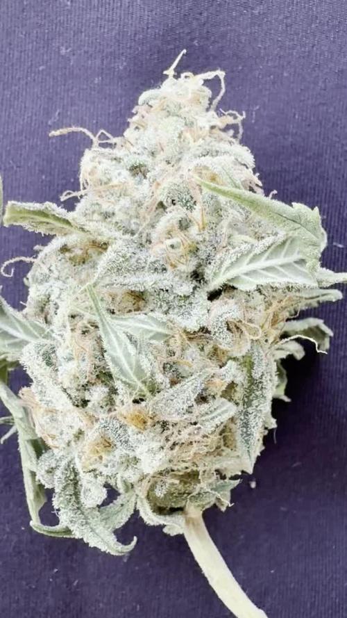 Runtz Auto. Week 9