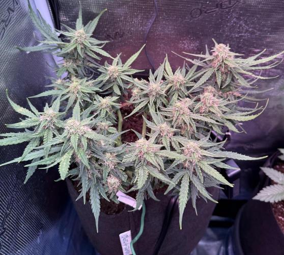 First plant-amazing & 2remember 4ever. Week 7 - 50 day