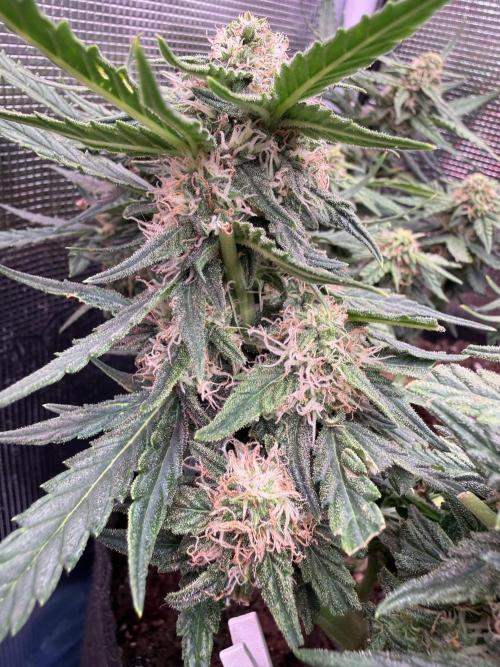First plant-amazing & 2remember 4ever. Week 7 - 50 dias