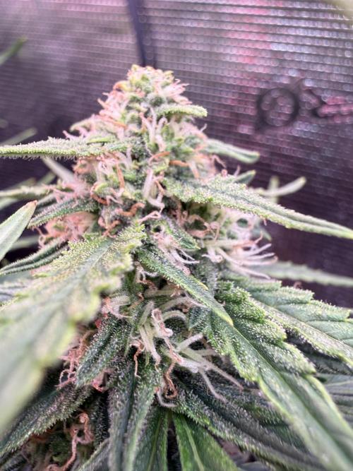 First plant-amazing & 2remember 4ever. Week 7 - 50 days
