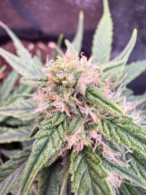 First plant-amazing & 2remember 4ever. Week 7 - 50 dias