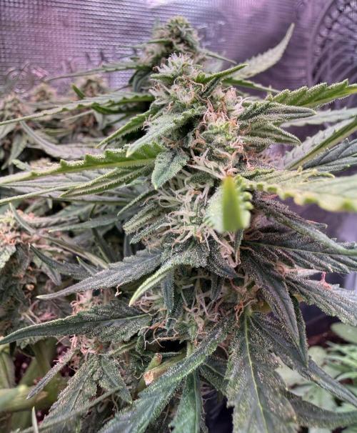 First plant-amazing & 2remember 4ever. Week 7 - 51