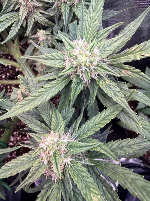 First plant-amazing & 2remember 4ever. Week 7 - 51