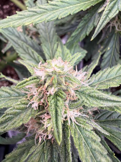 First plant-amazing & 2remember 4ever. Week 7 - 51