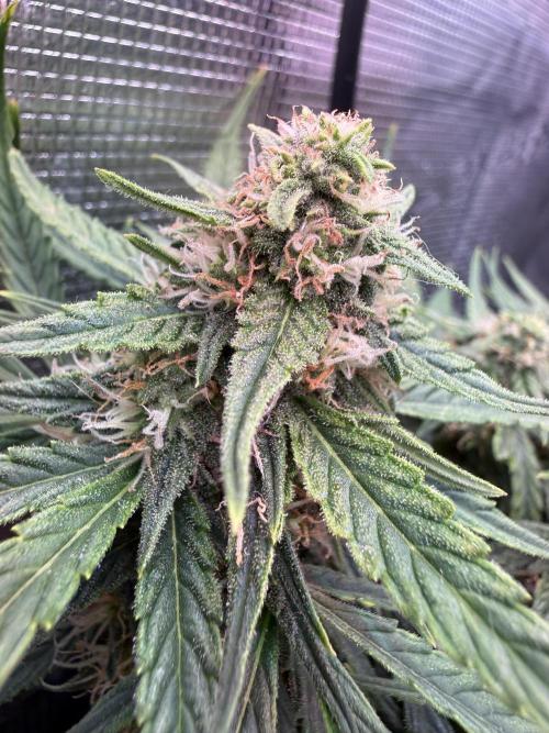 First plant-amazing & 2remember 4ever. Week 7 - 51