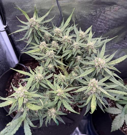 First plant-amazing & 2remember 4ever. Week 7 - 51