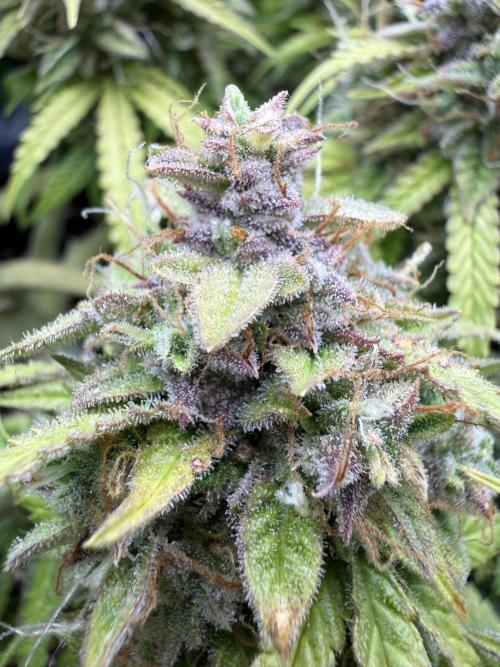 Watemelon Spirit Seeds auto. Week 11 - 77