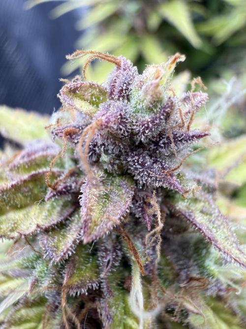 Watemelon Spirit Seeds auto. Week 11 - 77