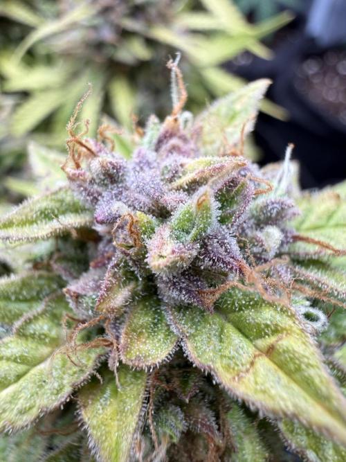 Watemelon Spirit Seeds auto. Week 11 - 77