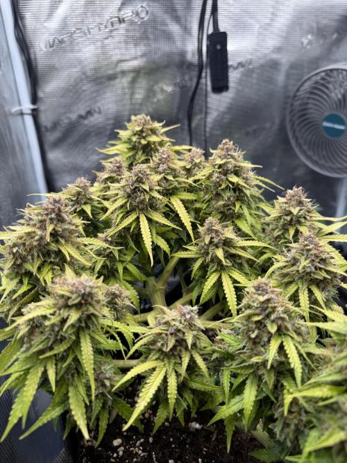 Watemelon Spirit Seeds auto. Week 11 - 77