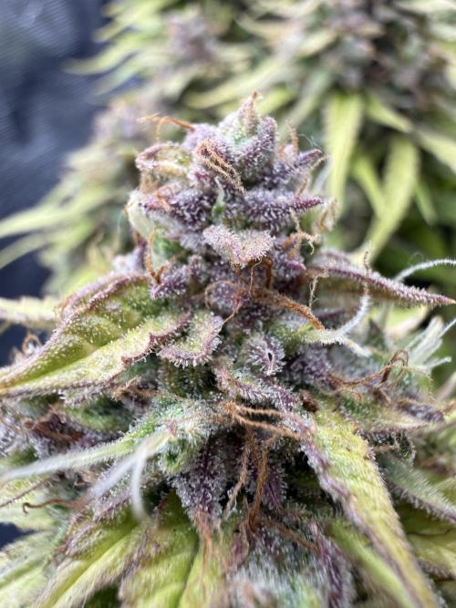 Watemelon Spirit Seeds auto. Week 11 - 77
