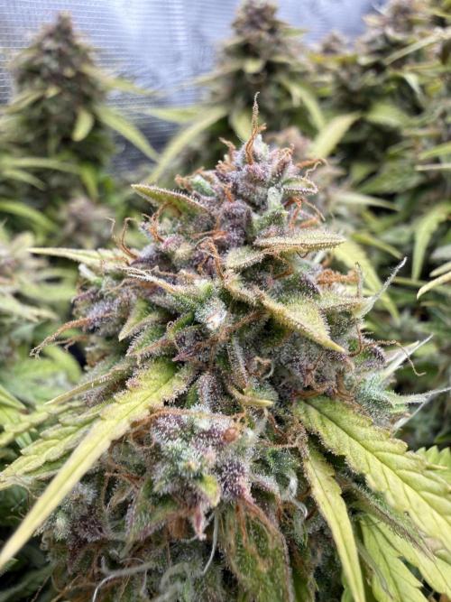 Watemelon Spirit Seeds auto. Week 11 - 77