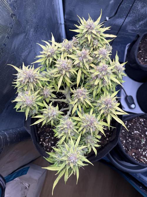 Watemelon Spirit Seeds auto. Week 11 - 77