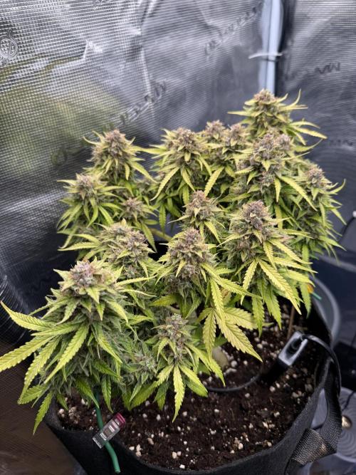 Watemelon Spirit Seeds auto. Week 11 - 77