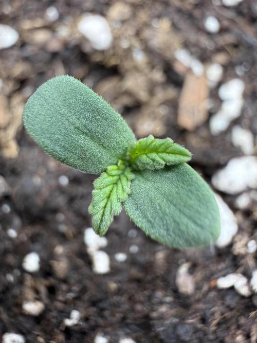 Northern lights auto Spirit Seeds. Week 1 - come one baby
