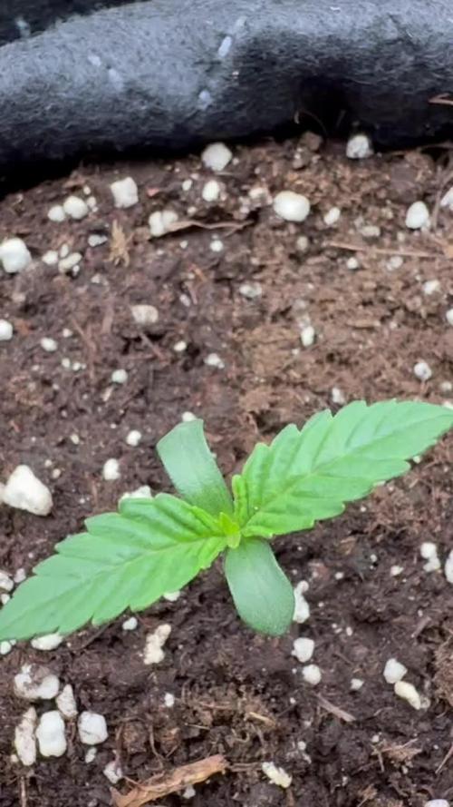 all eyes on weed