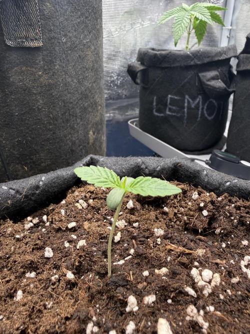 all eyes on weed. Week 1 - RS11 Like Audi RS7