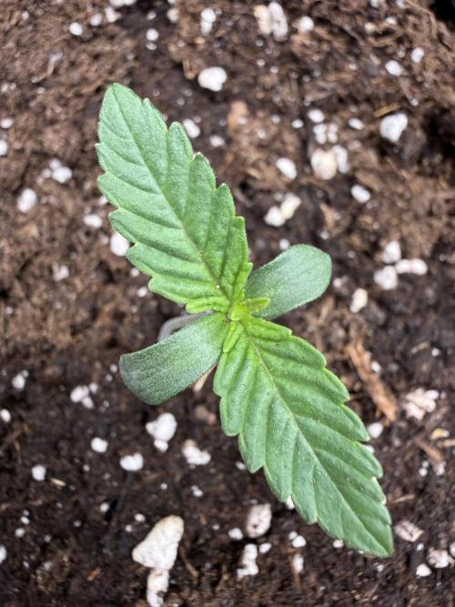 all eyes on weed. Week 1 - RS11 como una Audi RS7